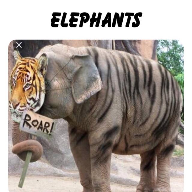 Elephants in the Room - Ep: 004 - podcast episode cover