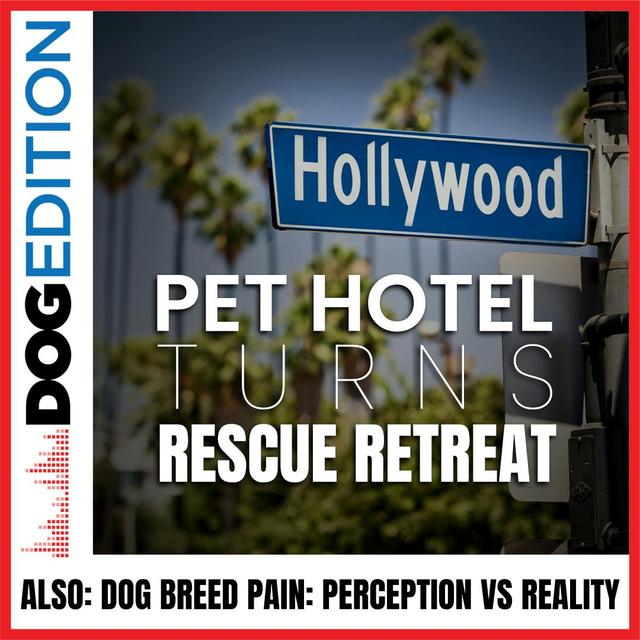 Hollywood Pet Hotel Turns Rescue Retreat | Dog Breed Pain: Perception vs Reality | Dog Edition #21 - podcast episode cover