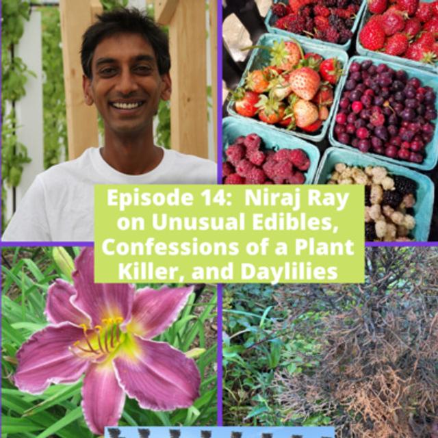 Unusual Edibles - podcast episode cover