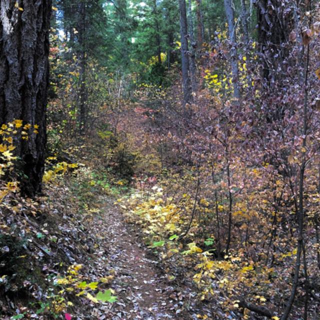 Episode 54: Deep Forest Breeze - podcast episode cover