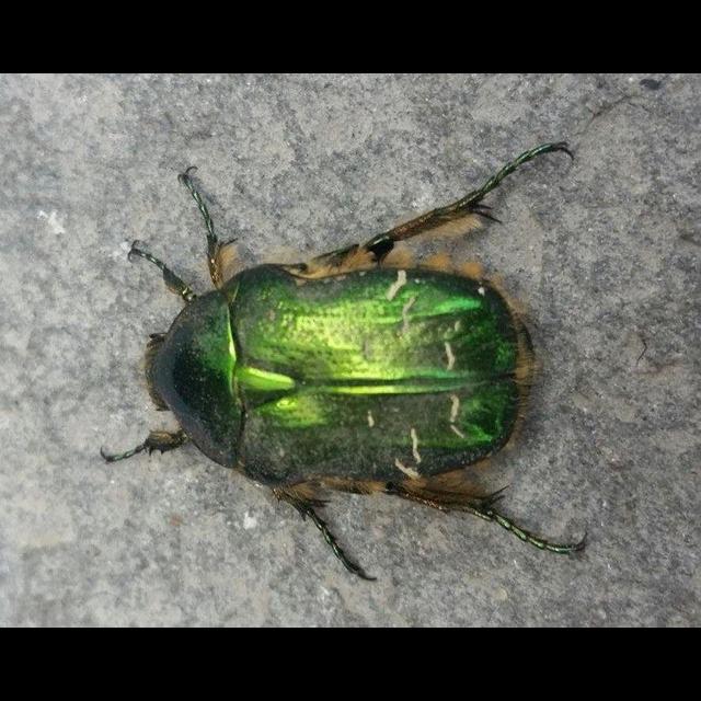 Iridescence Could Help Critters Hide in Plain Sight - podcast episode cover