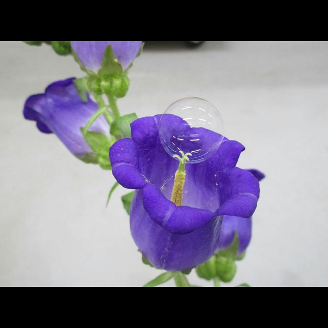 In Bee Shortage, Bubbles Could Help Pollinate - podcast episode cover
