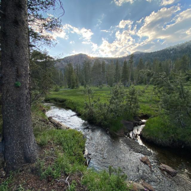 147: Tree Ears- From Night To Morning Beside Stream And Meadow In The Valley Of The North Fork Of The Sacramento River - podcast episode cover