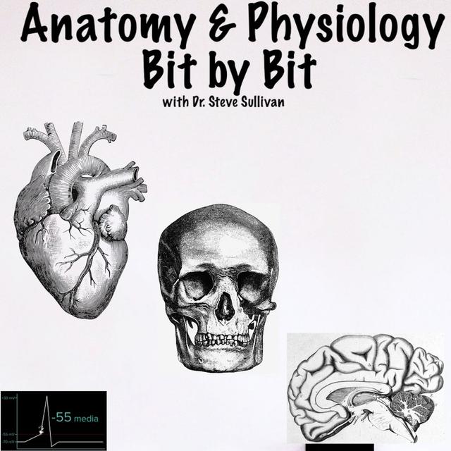 Histology - Episode 8 - podcast episode cover