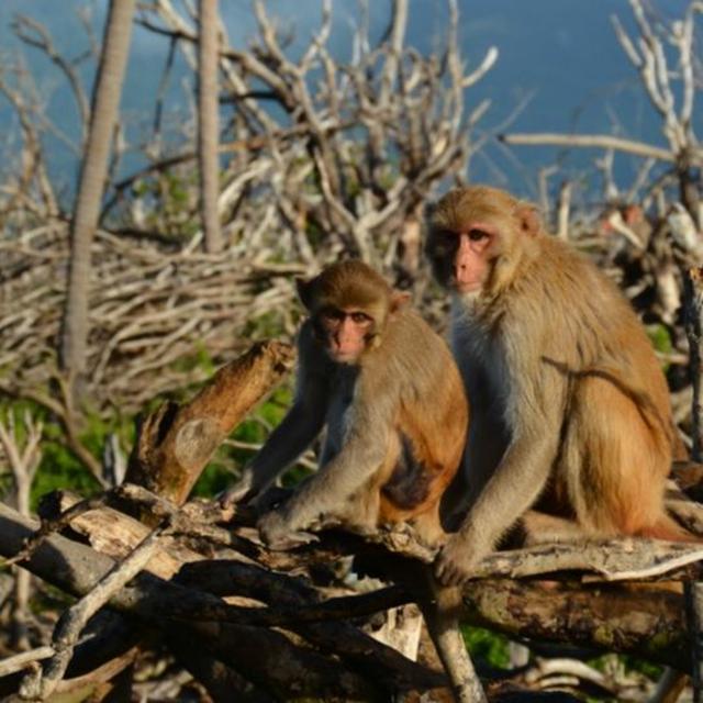 Tracking hurricane-induced aging in our genetic primate relatives - podcast episode cover