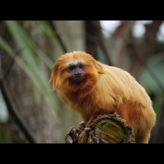 Episode 115: A Treasure, the Golden Lion Tamarin - podcast episode cover