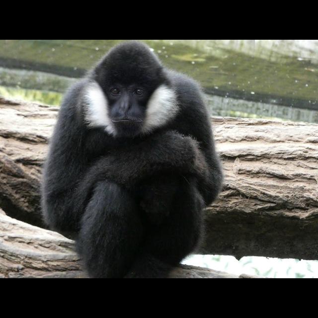 Episode 113: Gibbons, their Songs are Fading Fast - podcast episode cover