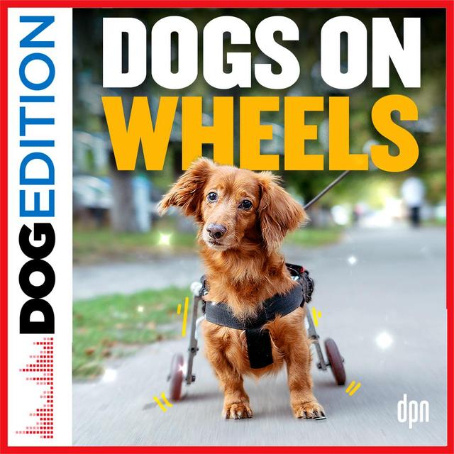 Dogs On Wheels | Dog Edition #91 - podcast episode cover