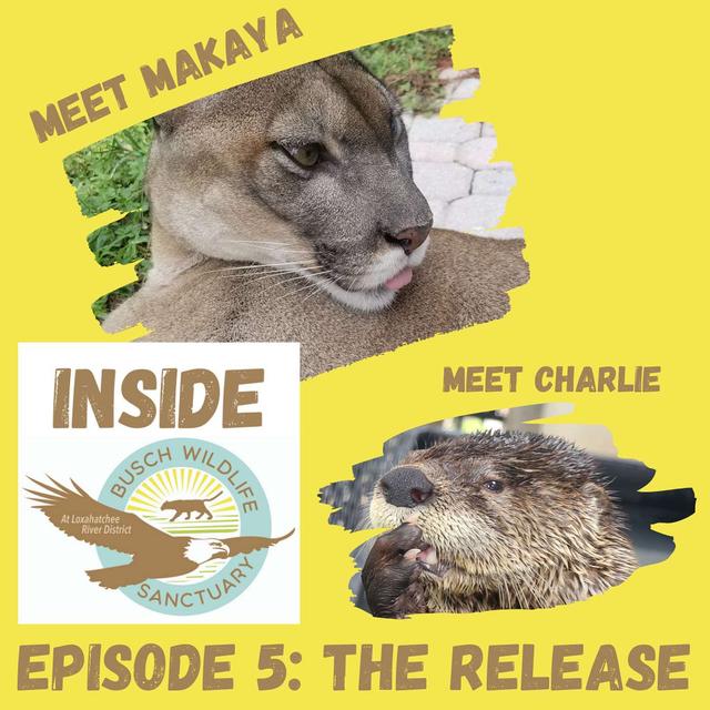 Episode 5: The Release - podcast episode cover