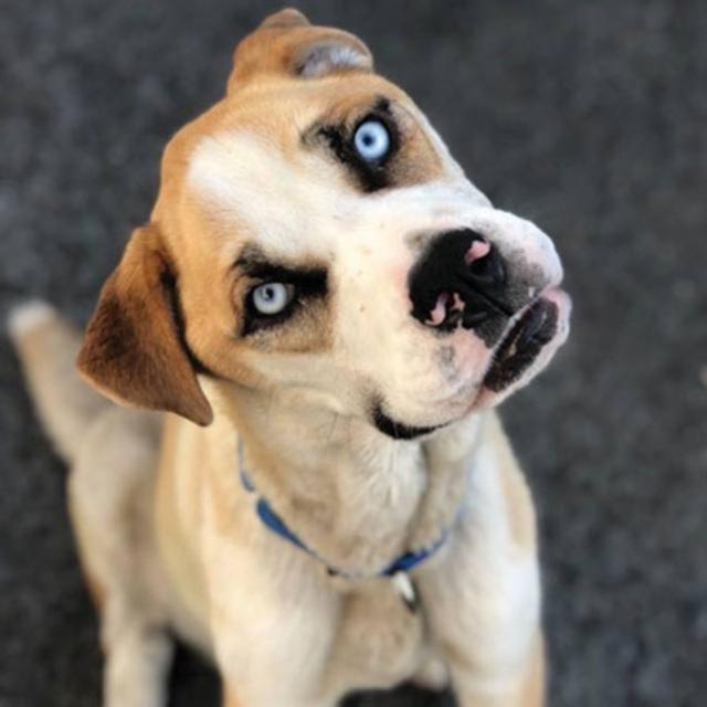 How Rescuing Animals Can Lead to Compassion Fatigue: Lisa Hamilton with Last Chance At Life. Ep 14 - podcast episode cover