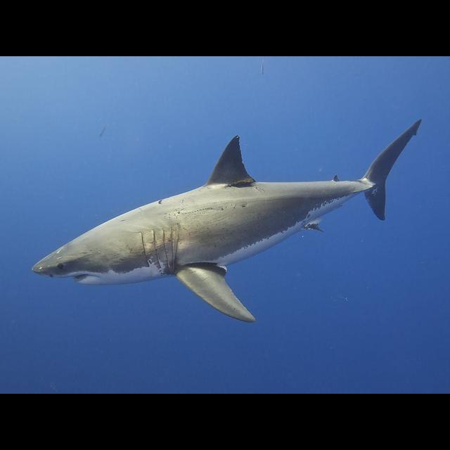 Episode 111: Revere, Not Fear, The Great White Shark - podcast episode cover