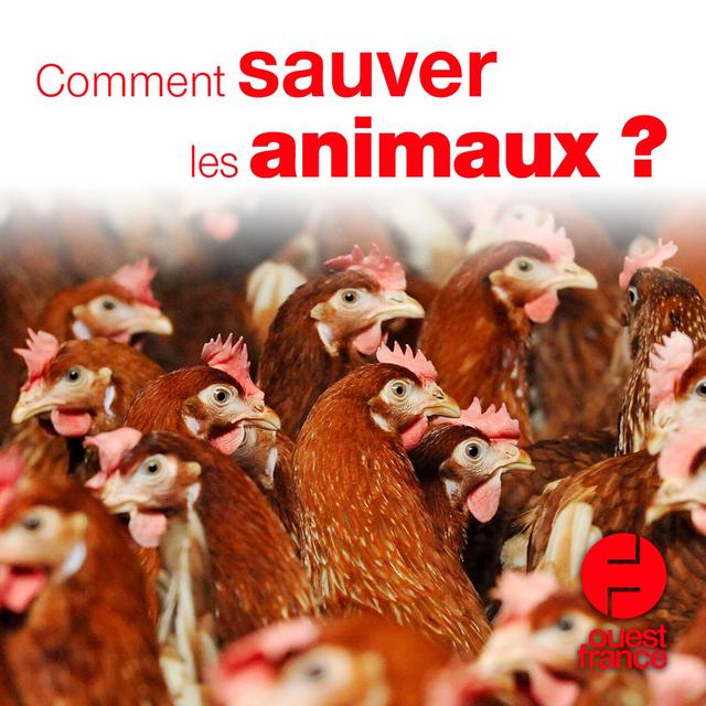 Comment sauver les animaux ? - podcast episode cover