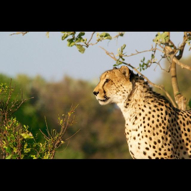 Episode 267: Twelve Cheetah Project w/Dan Cabela from the Cabela Family Foundation - podcast episode cover