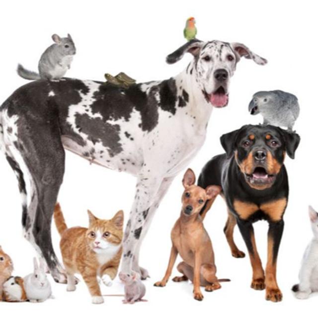PPG Advocacy Panel - How To Best Advocate for Positive Reinforcement Methods - podcast episode cover