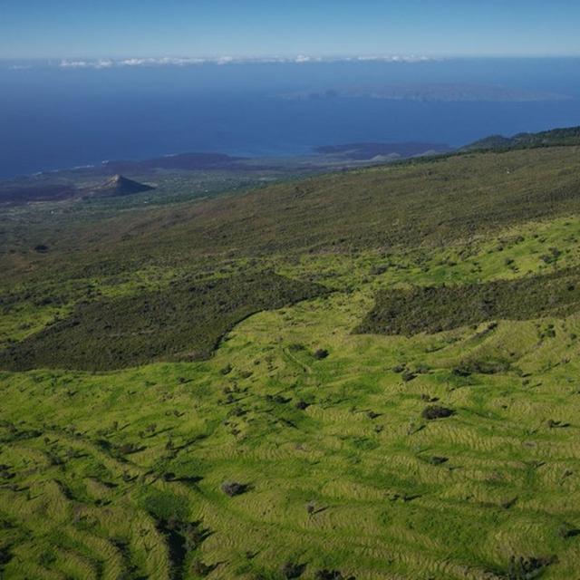 How a Biologist, a Ranch Owner, and Thousands of Volunteers are Saving Sacred Forests on the Island of Maui - podcast episode cover