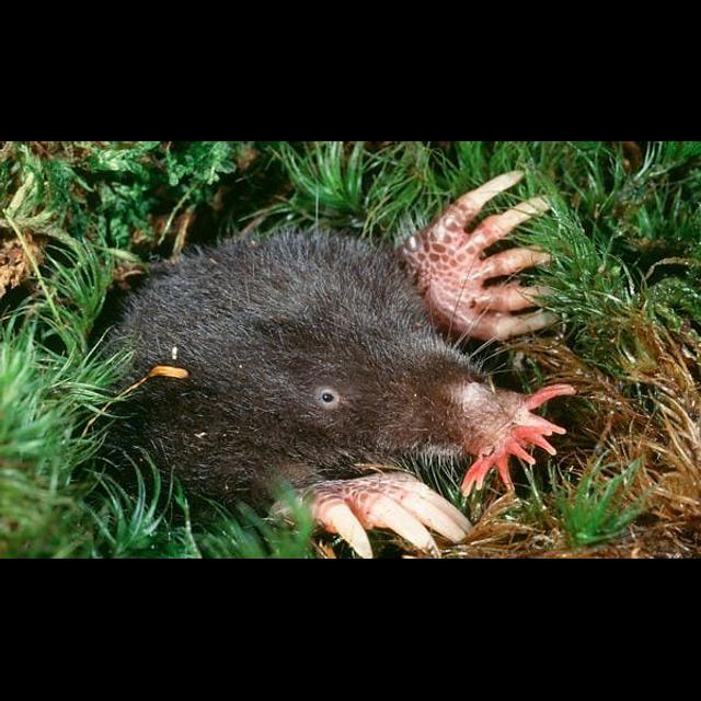 Episode 140: the Strange Star Nosed Mole - podcast episode cover