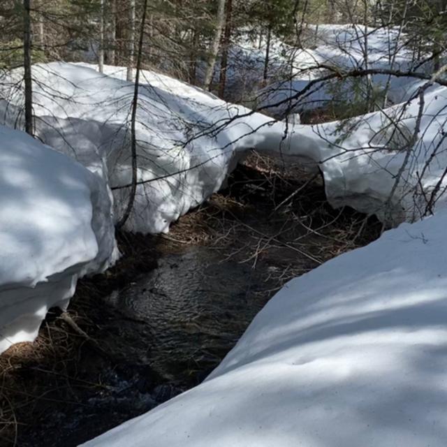 131: Predawn Beside Bigelow Creek - podcast episode cover