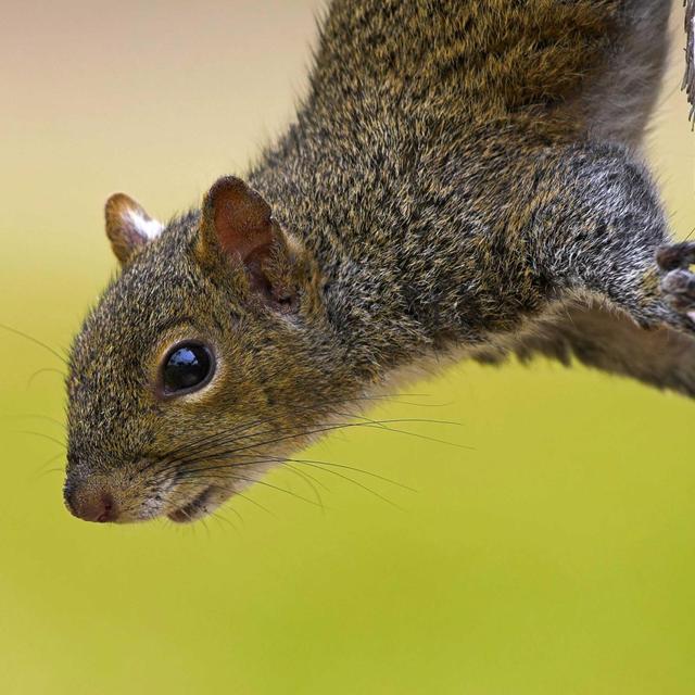Grauhörnchen verdrängen Europas Eichhörnchen, Faire Suche nach Atommüll-Endlager, Tote Meerestiere vor Kamtschatkas Küste - podcast episode cover