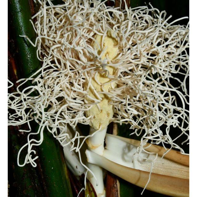 New Plant Discovered in West Texas, Neotropical Palms, & Panama Hats - podcast episode cover