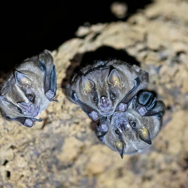 Sick Vampire Bats Restrict Grooming to Close Family - podcast episode cover