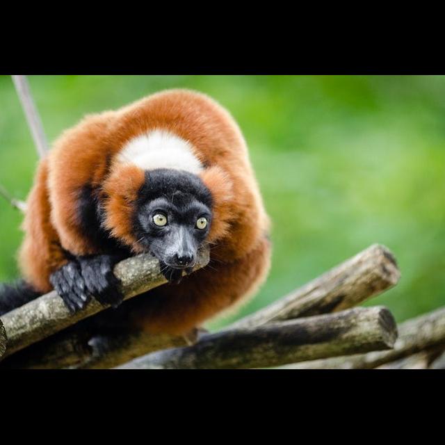 Episode 128: Red Ruffed Lemurs Fading Fast - podcast episode cover