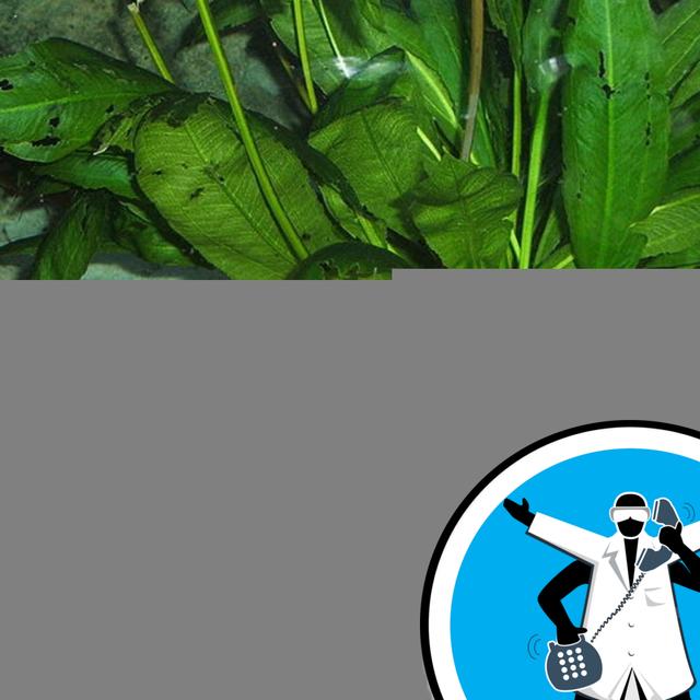 Could we Plug In an Electric Eel? - podcast episode cover