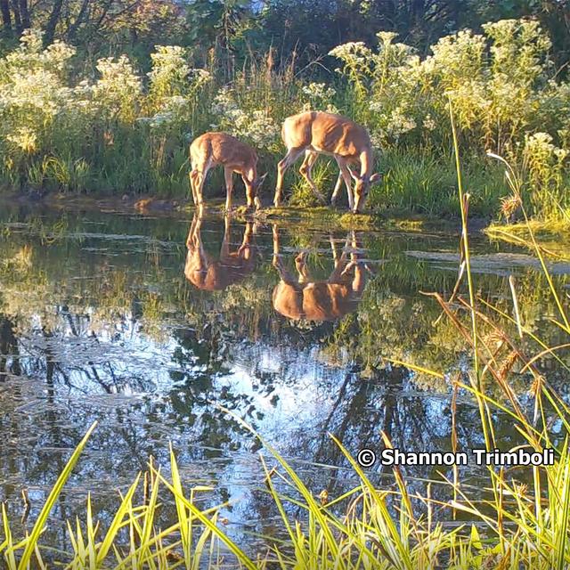 Trail cameras: A fun way to watch wildlife in your yard - podcast episode cover