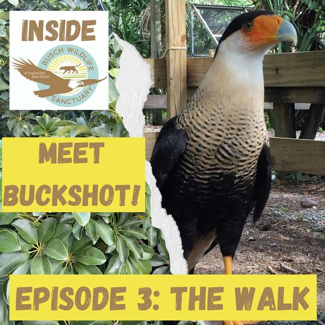 Episode 3: The Walk - podcast episode cover