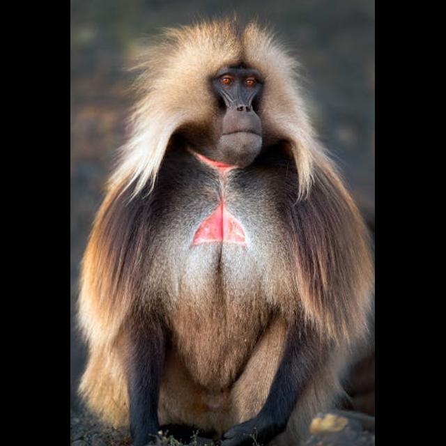 Episode 364: Exploring Gelada Monkeys - podcast episode cover