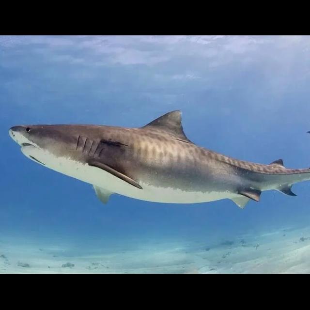 Tigers of the Deep: Sharks - podcast episode cover
