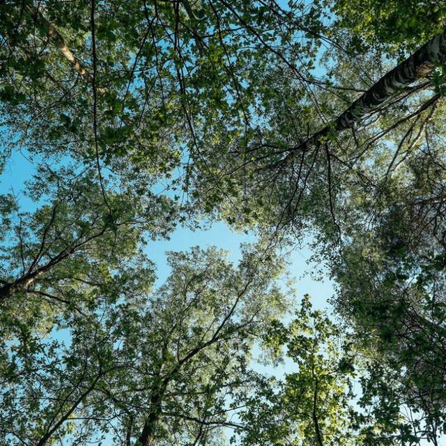 DIANA BERESFORD-KROEGER on Replanting the Global Forest ⌠ENCORE⌡/32 & 33 - podcast episode cover