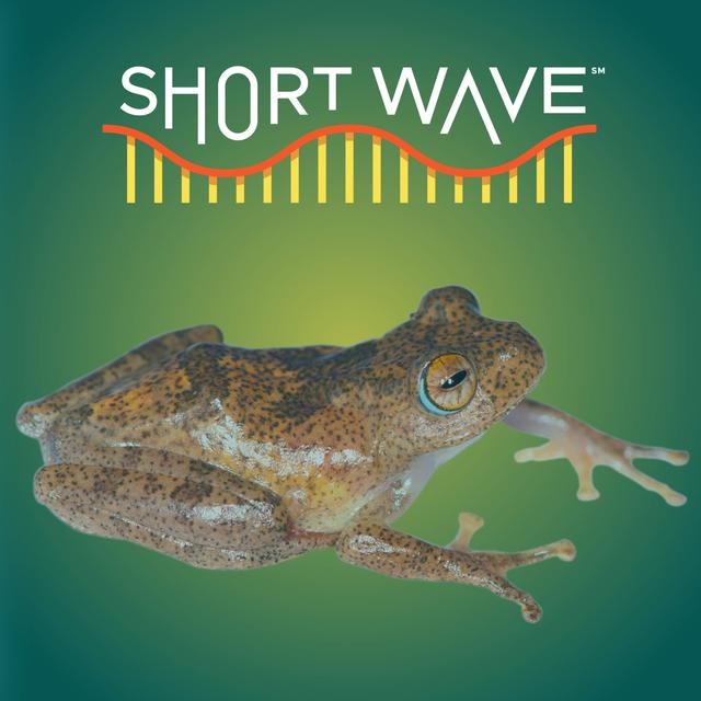 New Frogs Just Dropped - podcast episode cover