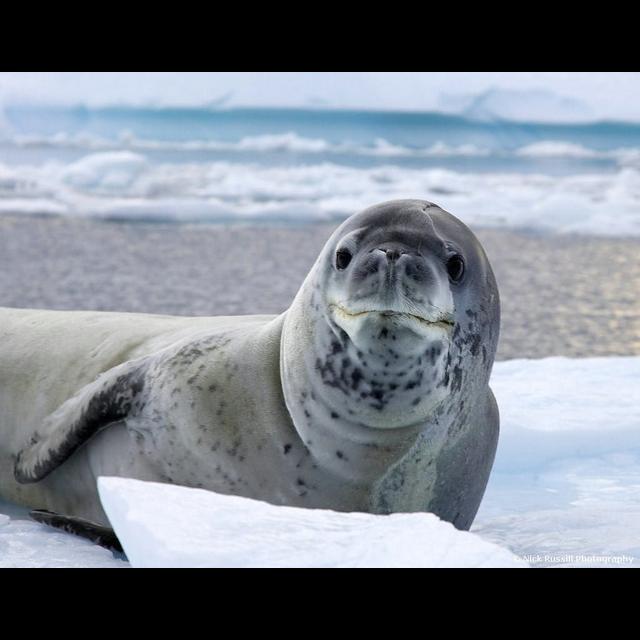 Episode 268: The Legendary Leopard Seal - podcast episode cover