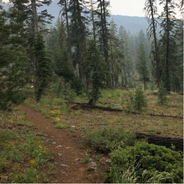 Bonus! Curious Hikers - podcast episode cover
