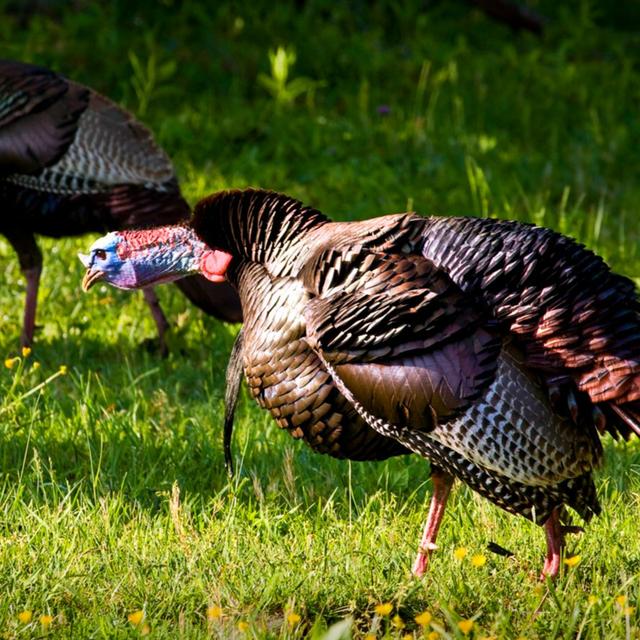 TW 297 - Be On The Lookout, Report Wild Turkeys - podcast episode cover