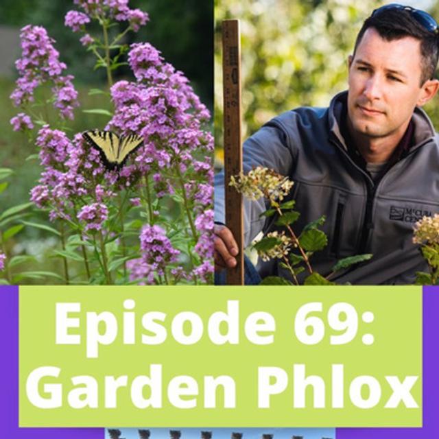 Garden Phlox - podcast episode cover