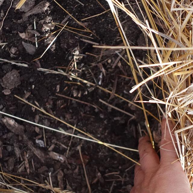 Building Soil - podcast episode cover