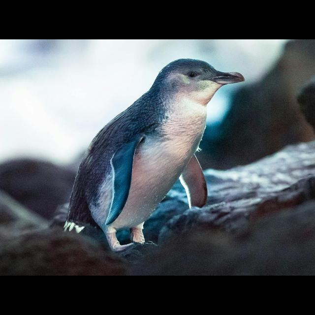 Episode 262: Little Blue Fairy Penguins - podcast episode cover