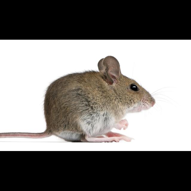 NYC Mice Are Packed with Pathogens - podcast episode cover