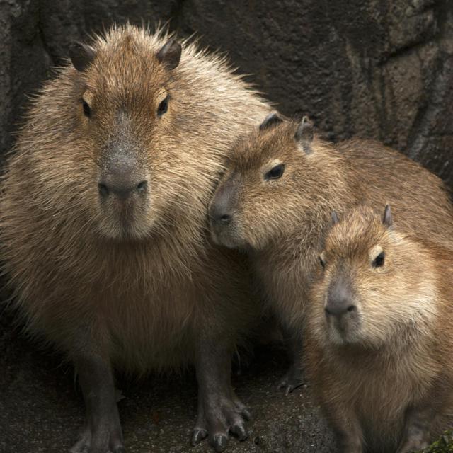 Episode 316: Chilling With Capybaras - podcast episode cover
