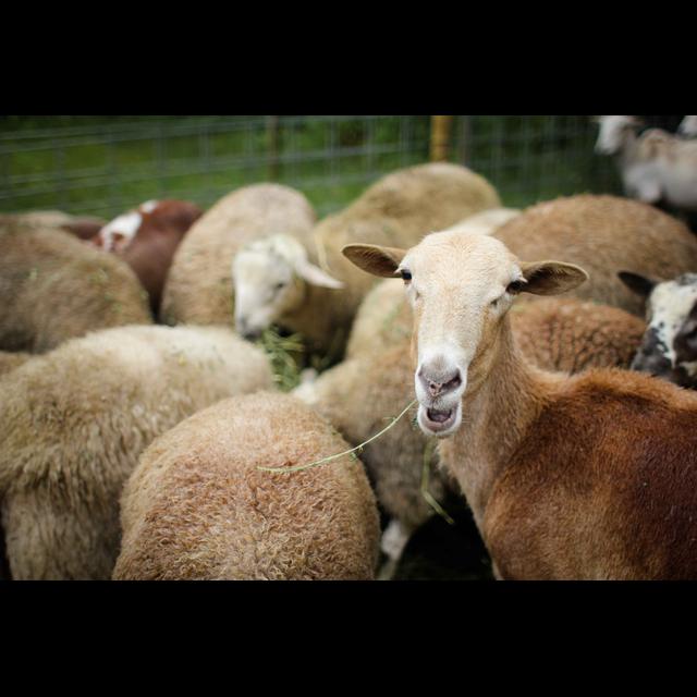 Ep. 26: Sheep Slaughter, Part 1 - podcast episode cover