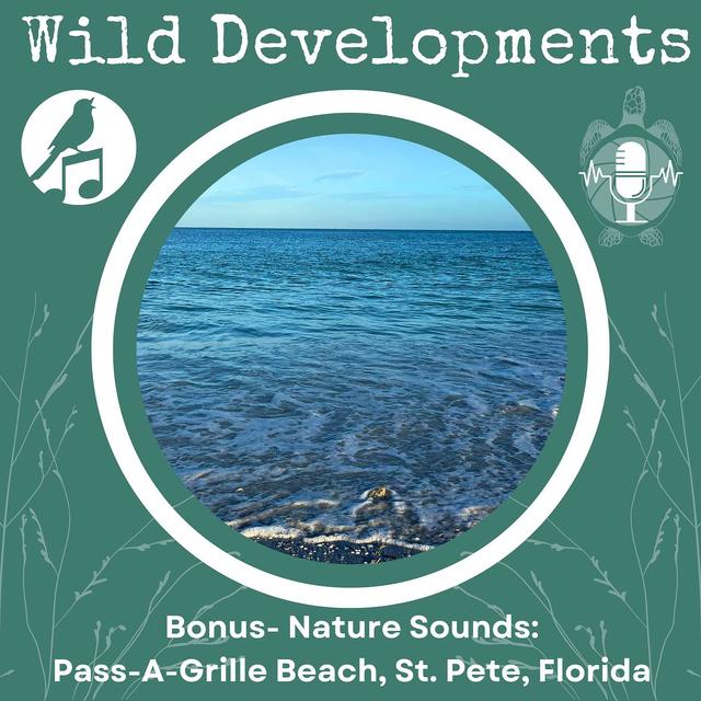 Bonus: Nature Sounds- Pass-A-Grille Beach, St. Pete, Florida - podcast episode cover