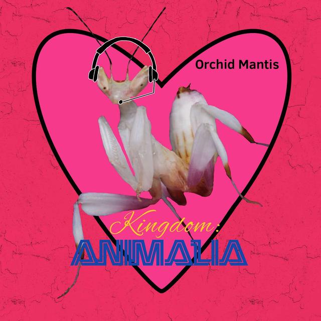 Orchid Mantis - podcast episode cover