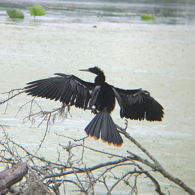 A field guide for fledgling birders - podcast episode cover