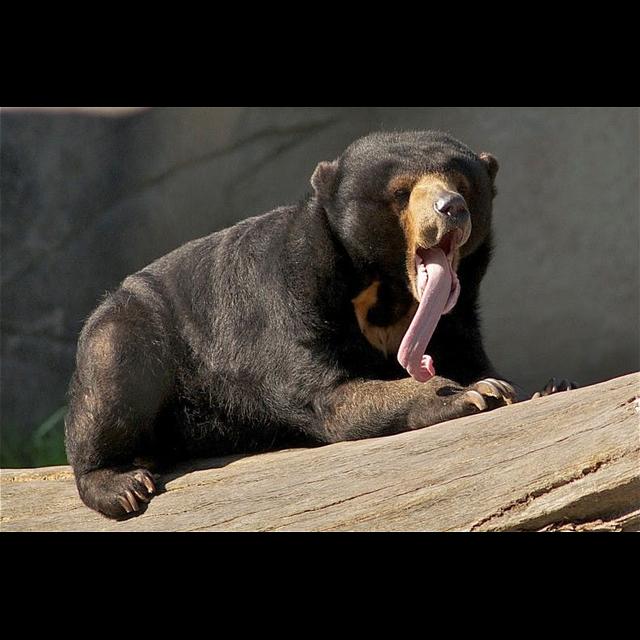 Episode 160: Sun Bears Barely Surviving - podcast episode cover