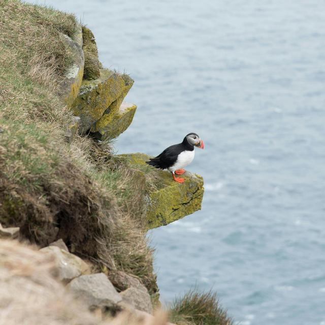 Earlier Springs May Mean Mistimed Bird Migrations - podcast episode cover
