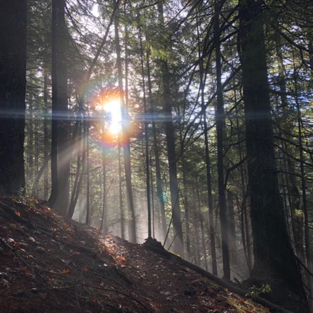 Episode 59: Peaceful Winter Morning Near Pacific Yew Creek - podcast episode cover
