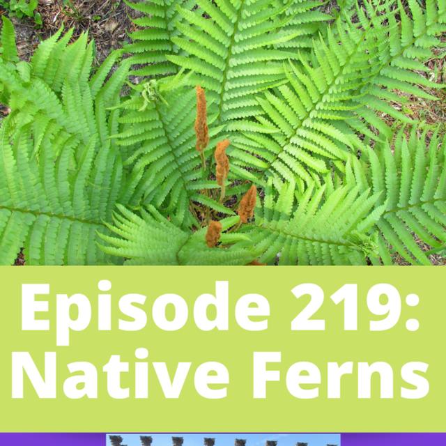 Native Ferns - podcast episode cover
