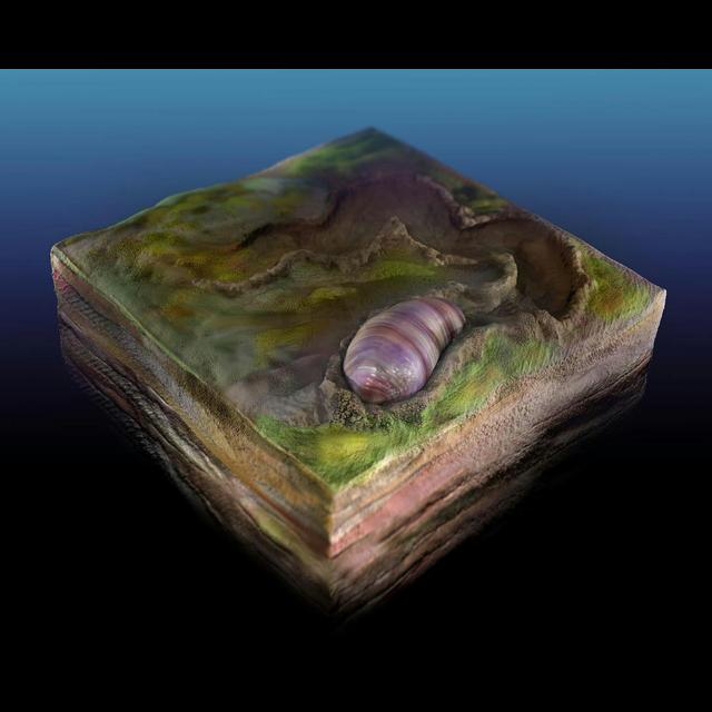 Tiny Wormlike Creature May Be Our Oldest Known Ancestor - podcast episode cover