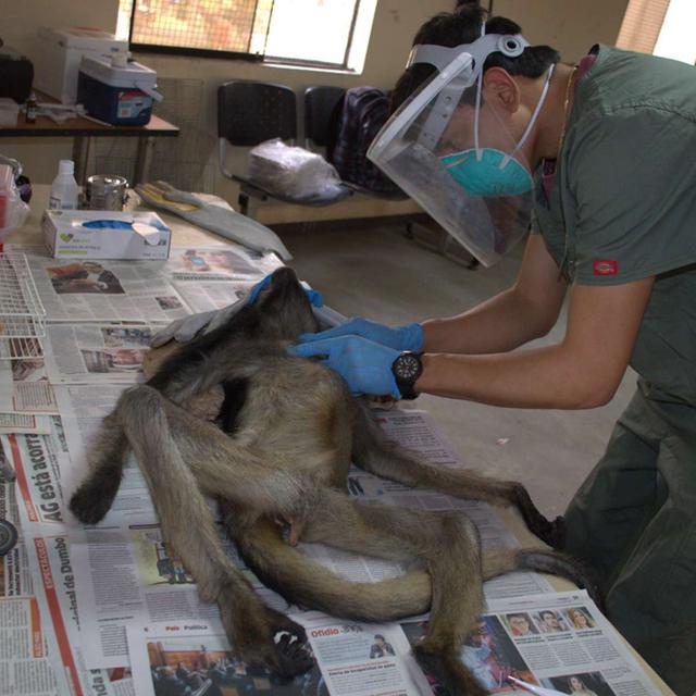 #30 Fernado and the secrets of the Peruvian rainforest - podcast episode cover